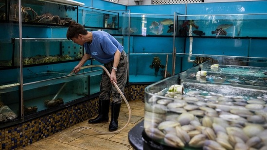 A man cleans water tanks holding fresh seafood for sale at Lei Yue Mun in Hong Kong on Friday.(AFP) A man cleans water tanks holding fresh seafood for sale at Lei Yue Mun in Hong Kong on Friday.(AFP)