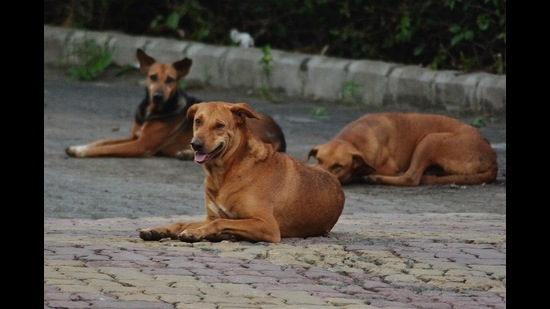 Dogs caught from residential complex in Nerul are not violent, says Navi Mumbai Municipal Corporation. (HT FILE PHOTO FOR REPRESENTATIONAL PURPOSE ONLY) Dogs caught from residential complex in Nerul are not violent, says Navi Mumbai Municipal Corporation. (HT FILE PHOTO FOR REPRESENTATIONAL PURPOSE ONLY)
