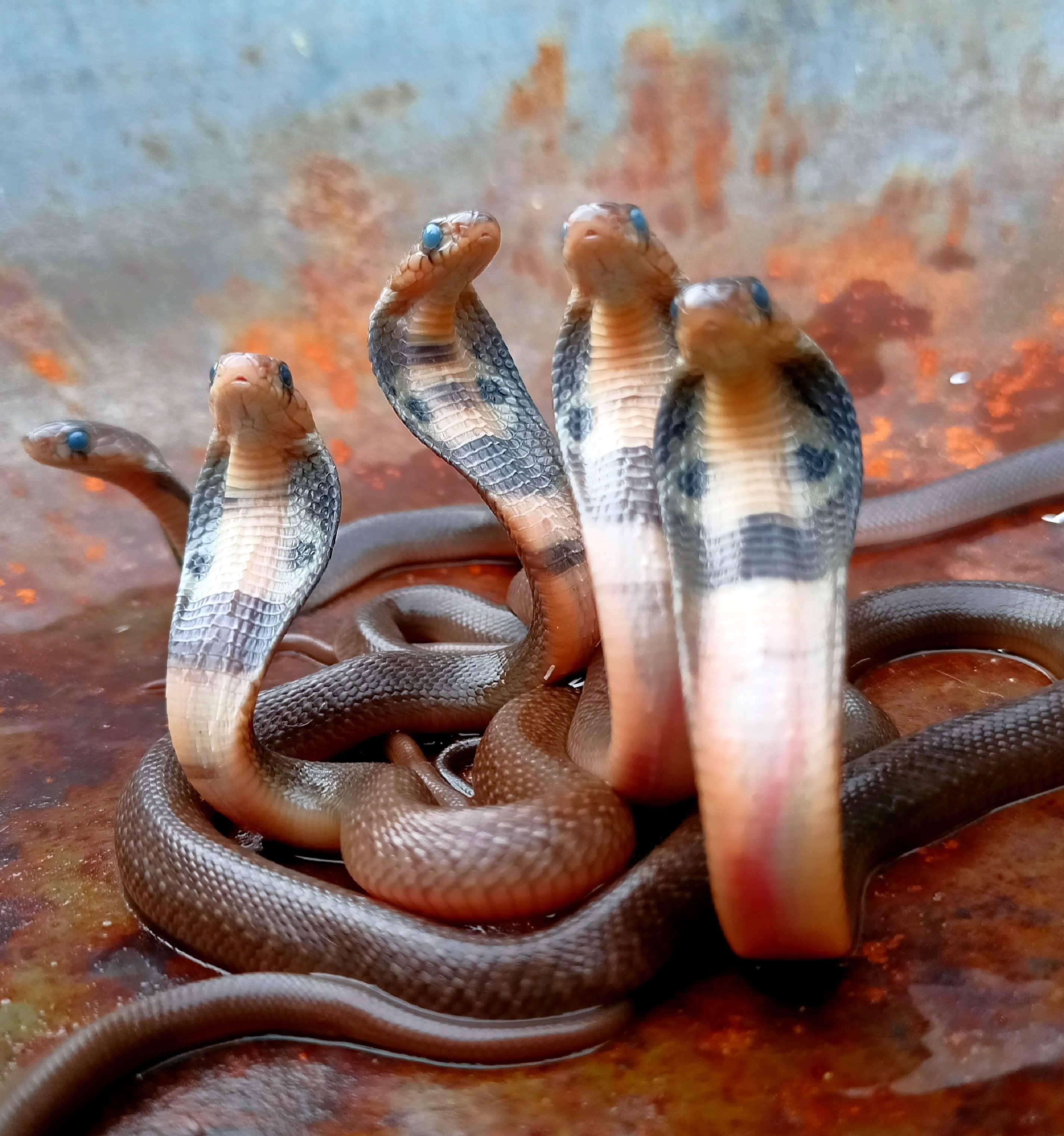 Representational image of newly-born cobras. (PHOTO: RATNADEEP M WANKHADE) Representational image of newly-born cobras. (PHOTO: RATNADEEP M WANKHADE)