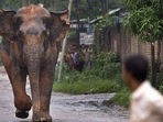 WII has also recommended that distance of the drilling site from the protected area/wildlife corridors/wildlife sensitive areas should not be less than 1 km based on the precautionary principle, the FAC said