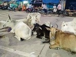 More than 7,300 animals are reported to be dead due to the Lumpy Skin disease (LSD) in seven states and one union territory. (REPRESENTATIVE IMAGE )