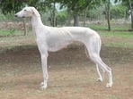 The SPG showed interest in the Mudhol Hound and picked up two puppies for training on a trial basis from the Canine Research and Information Centre (CRIC) in Mudhol, a town in Bagalkote district. The SPG showed interest in the Mudhol Hound and picked up two puppies for training on a trial basis from the Canine Research and Information Centre (CRIC) in Mudhol, a town in Bagalkote district.