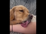 The image shows the Golden Retriever named Xena sticking her tongue on a human's hand as she is relaxed. (Instagram/@goldengirl_xena) The image shows the Golden Retriever named Xena sticking her tongue on a human's hand as she is relaxed. (Instagram/@goldengirl_xena)