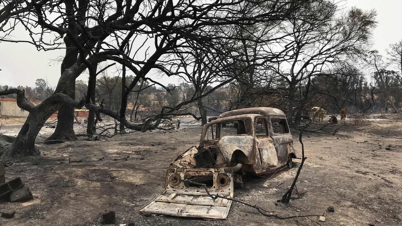 Fires That Killed 38, Burn Portion Of UNESCO-listed Park In Algeria ...