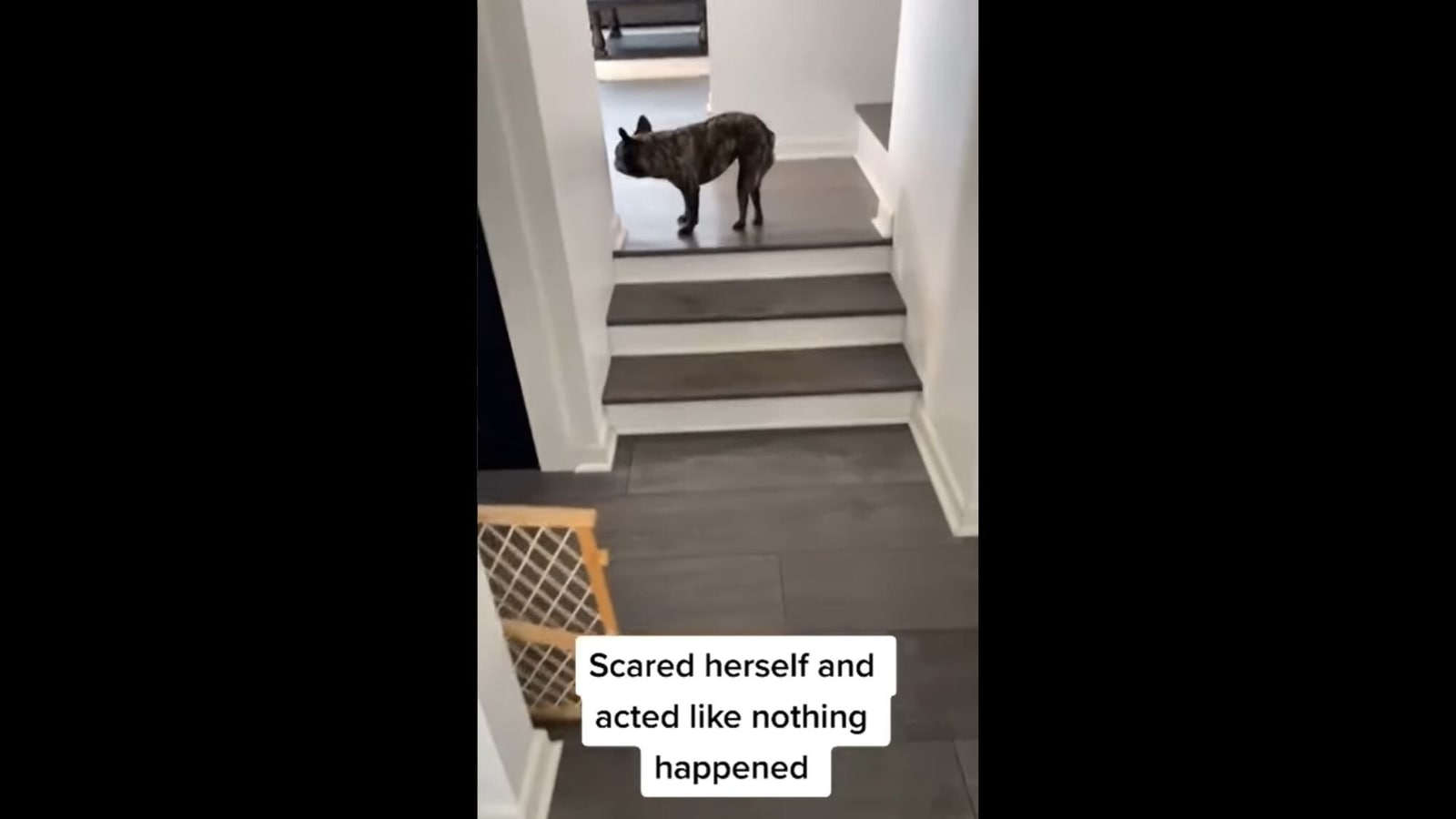 My dog fell discount down the stairs