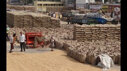 Grain shortage worries mount as good wheat stocks clear: Punjab