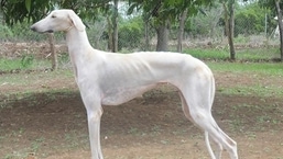 The SPG showed interest in the Mudhol Hound and picked up two puppies for training on a trial basis from the Canine Research and Information Centre (CRIC) in Mudhol, a town in Bagalkote district. The SPG showed interest in the Mudhol Hound and picked up two puppies for training on a trial basis from the Canine Research and Information Centre (CRIC) in Mudhol, a town in Bagalkote district.
