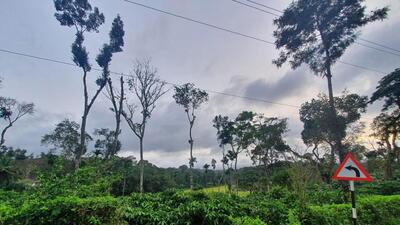 Since 2018, problems for Karnataka coffee growers have only compounded, making it harder to survive on a product whose prices have seen violent fluctuations as it is connected to global markets while internally few factors have changed to help their cause. (HT) Since 2018, problems for Karnataka coffee growers have only compounded, making it harder to survive on a product whose prices have seen violent fluctuations as it is connected to global markets while internally few factors have changed to help their cause. (HT)