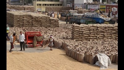Worries of grain shortfall mount as godowns clear wheat stocks: Punjab Worries of grain shortfall mount as godowns clear wheat stocks: Punjab