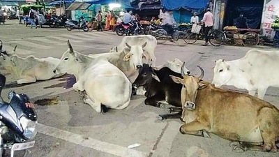 More than 7,300 animals are reported to be dead due to the Lumpy Skin disease (LSD) in seven states and one union territory. (REPRESENTATIVE IMAGE ) More than 7,300 animals are reported to be dead due to the Lumpy Skin disease (LSD) in seven states and one union territory. (REPRESENTATIVE IMAGE )