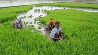 Experts say paddy farms ideally require to be inundated by at least a few inches of water for around a month after transplantation. (Pic for representation) Experts say paddy farms ideally require to be inundated by at least a few inches of water for around a month after transplantation. (Pic for representation)