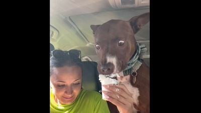 The image, taken from the viral Instagram video, shows a dog eating a pup cup inside the car. (Instagram/bully.baloo)