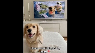 The image, taken from the viral Instagram video, shows a dog playing Dug from the film Up. (Instagram/@animalsdoingthings)