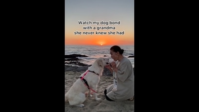 A screengrab from the video that captures a sweet bond between a Golden Retriever dog and her grandma. (Instagram/@ladyandtheblues) A screengrab from the video that captures a sweet bond between a Golden Retriever dog and her grandma. (Instagram/@ladyandtheblues)
