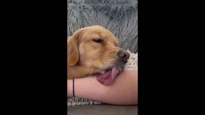 The image shows the Golden Retriever named Xena sticking her tongue on a human's hand as she is relaxed. (Instagram/@goldengirl_xena) The image shows the Golden Retriever named Xena sticking her tongue on a human's hand as she is relaxed. (Instagram/@goldengirl_xena)