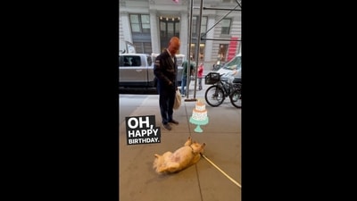 A screengrab from the viral Instagram video. It shows a cute Pomeranian dog playing dead on his birthday. (Instagram/@lord_le0) A screengrab from the viral Instagram video. It shows a cute Pomeranian dog playing dead on his birthday. (Instagram/@lord_le0)