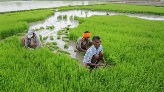 Experts say paddy farms ideally require to be inundated by at least a few inches of water for around a month after transplantation. (Pic for representation) Experts say paddy farms ideally require to be inundated by at least a few inches of water for around a month after transplantation. (Pic for representation)