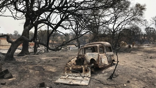 A view shows a burnt vehicle amid burnt trees following a wildfire in El Kala, in Al Taref province.(REUTERS)