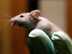 Rare ‘liver cancer’ found in mice. (AP) Rare ‘liver cancer’ found in mice. (AP)