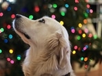 International Dog Day 2022: 5 ways pet dogs help us lead a better lifestyle (Leah Kelley) International Dog Day 2022: 5 ways pet dogs help us lead a better lifestyle (Leah Kelley)