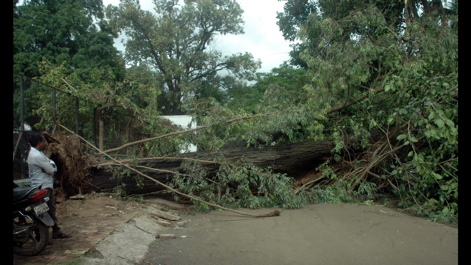 Indianapolis+Residents+Stunned+as+Giant+Spruce+Tree+Appears+in+Downtown