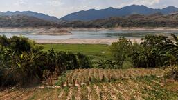 Colheitas secas na margem do rio Yangtze, que está se aproximando de níveis recordes de baixa de água durante uma seca regional em Chongqing, China.  (REUTERS)
