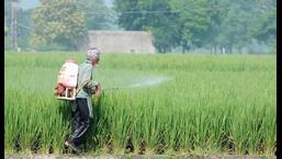 As reports are emerging about mysterious dwarfing of paddy plants from all districts across Punjab and neighbouring state of Haryana, Punjab Agricultural University (PAU) has formed a five-member committee to look into the cause behind the trend. The committee is likely to submit its fact-finding report to PAU by Wednesday (August 24) .