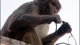 A monkey with spectacles snatched from a devotee in Vrindavan.  (File Photo)