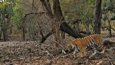 Currently there are 24 tigers in the reserve, which include 10 females, 7 male and 7 cubs. (File image) Currently there are 24 tigers in the reserve, which include 10 females, 7 male and 7 cubs. (File image)