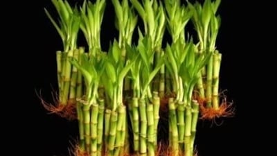 Lucky bamboo plant: It is believed that a six-stalk bamboo plant brings good fortune and prosperity while a seven-stalk plant seven brings good health. It should be kept in the east or southeast corner of the house, as per Vastu. (Pinterest) Lucky bamboo plant: It is believed that a six-stalk bamboo plant brings good fortune and prosperity while a seven-stalk plant seven brings good health. It should be kept in the east or southeast corner of the house, as per Vastu. (Pinterest)