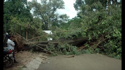 A 30-feet-tall tree fell at the Sir Parashurambhau College (SP) at Tilak road on Monday morning, killing a gardener and injuring three others (HT PHOTO) A 30-feet-tall tree fell at the Sir Parashurambhau College (SP) at Tilak road on Monday morning, killing a gardener and injuring three others (HT PHOTO)