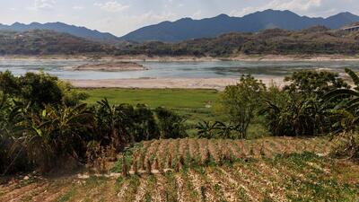 Parched crops on the bank of the Yangtze river that is approaching record low-water levels during a regional drought in Chongqing, China. (REUTERS) Parched crops on the bank of the Yangtze river that is approaching record low-water levels during a regional drought in Chongqing, China. (REUTERS)