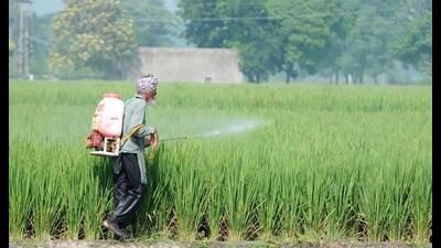 As reports are emerging about mysterious dwarfing of paddy plants from all districts across Punjab and neighbouring state of Haryana, Punjab Agricultural University (PAU) has formed a five-member committee to look into the cause behind the trend. The committee is likely to submit its fact-finding report to PAU by Wednesday (August 24) .