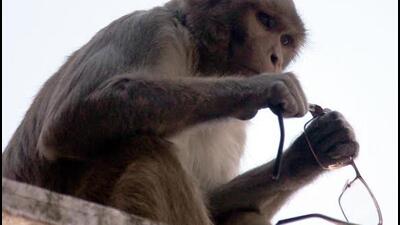 A monkey with spectacles snatched from a devotee in Vrindavan. (File Photo)
