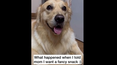 A screengrab from the video that captures dog's mom treating him with a homemade fancy meal. (Instagram/@kalpanik_katha) A screengrab from the video that captures dog's mom treating him with a homemade fancy meal. (Instagram/@kalpanik_katha)