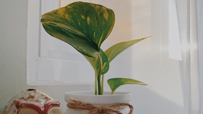 Money Plant: This is one of the most famous of the lot that is easy to maintain and makes your home aesthetically beautiful. It is suggested the plant is kept in the southeast direction of your drawing room for good luck and wealth. You can also keep it on your balcony in the northeast direction. (Unsplash) Money Plant: This is one of the most famous of the lot that is easy to maintain and makes your home aesthetically beautiful. It is suggested the plant is kept in the southeast direction of your drawing room for good luck and wealth. You can also keep it on your balcony in the northeast direction. (Unsplash)