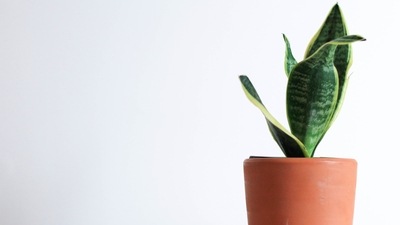 Snake plant: This low-maintenance plant helps remove toxins from the air and brings positive energy when planted in the south, east or south-east direction. (Unsplash) Snake plant: This low-maintenance plant helps remove toxins from the air and brings positive energy when planted in the south, east or south-east direction. (Unsplash)