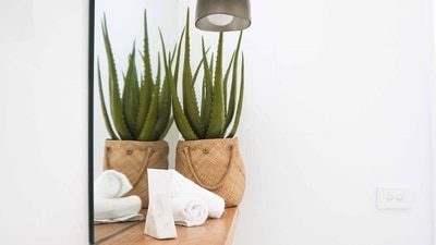 Aloe vera plant: Known for its medicinal properties, this plant has been a star in the skincare and haircare industry. This is another plant that acts as a natural air purifier and helps promote digestion. One must place this plant in the north or east direction of the house to promote positivity (Unsplash) Aloe vera plant: Known for its medicinal properties, this plant has been a star in the skincare and haircare industry. This is another plant that acts as a natural air purifier and helps promote digestion. One must place this plant in the north or east direction of the house to promote positivity (Unsplash)
