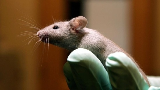 Rare ‘liver cancer’ found in mice. (AP)