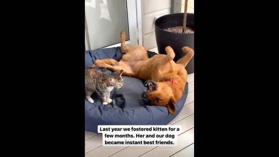 The image, taken from the viral Instagram video, shows a cat and a dog reuniting after a year.&nbsp;(Instagram/@winniethecattledog)