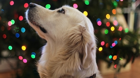 International Dog Day 2022: 5 ways pet dogs help us lead a better lifestyle&nbsp;(Leah Kelley)