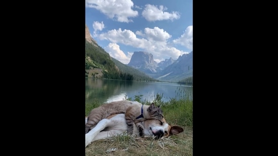 A screengrab from the viral video shows the dog named Henry with his furry friend Baloo.&nbsp;(Instagram/@henrythecoloradodog)