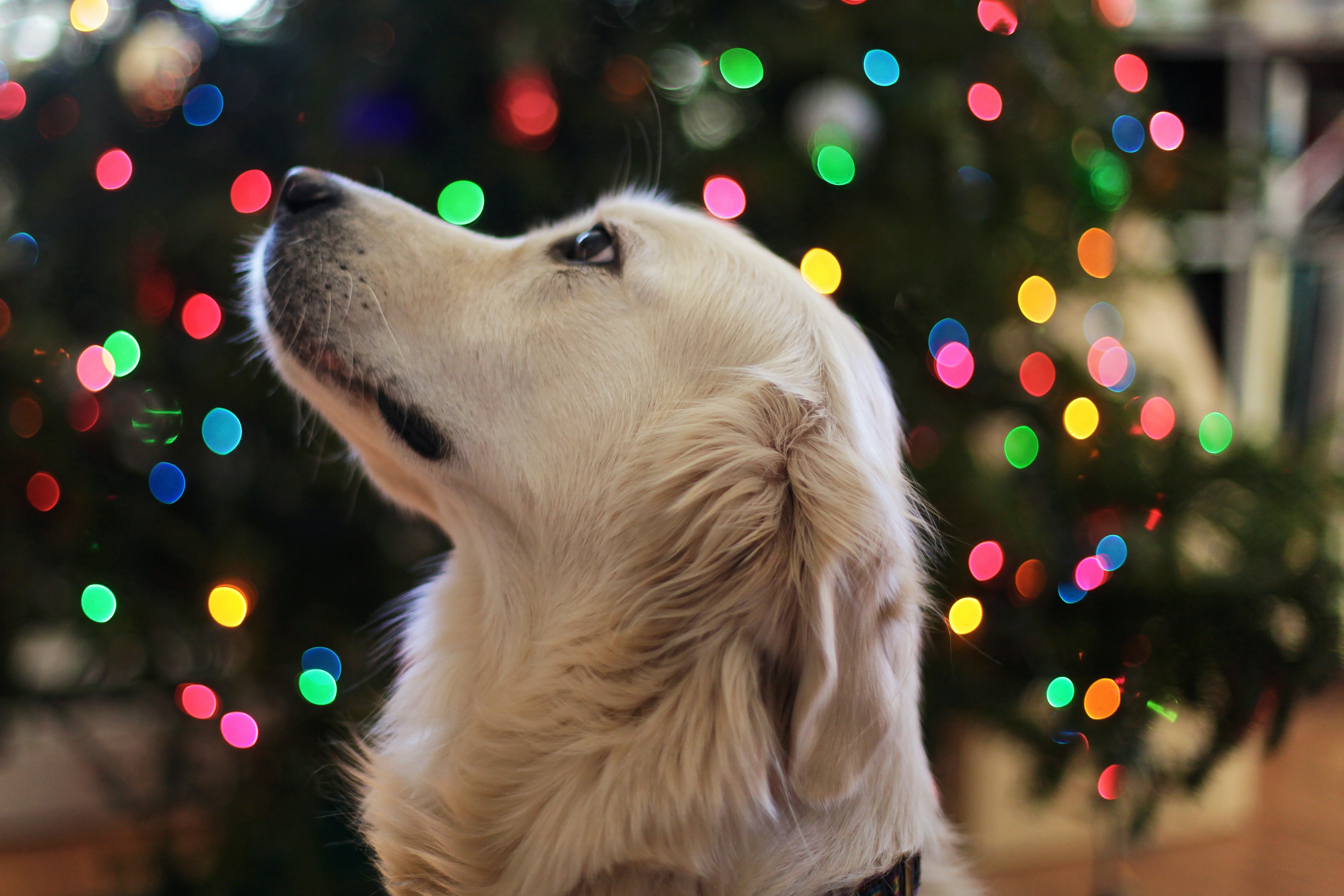 The study reinforced that dogs are highly sensitive and intuitive animals and there is immense value in using what they do best – sniffing (Leah Kelley) The study reinforced that dogs are highly sensitive and intuitive animals and there is immense value in using what they do best – sniffing (Leah Kelley)
