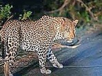 The leopard is said to be on the premises of the Golf Club of Belagavi located in the centre of the city.(Pic for representation) The leopard is said to be on the premises of the Golf Club of Belagavi located in the centre of the city.(Pic for representation)