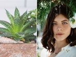 Aloe Vera is great for the face as it provides hydration and soothes it.
