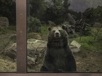 The pollution was found in fecal matter from protected species&nbsp;in Taiwan including&nbsp;black bears. (Representational Image)(AP)