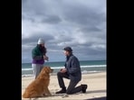 A screengrab from the viral video that shows how a Golden Retriever dog reacted to his human getting engaged. (Instagram/@dogsofinstagram) A screengrab from the viral video that shows how a Golden Retriever dog reacted to his human getting engaged. (Instagram/@dogsofinstagram)