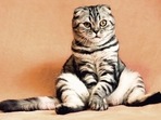 Symptoms of sickness in cats can be very subtle, and hence difficult to notice.(Pixabay) Symptoms of sickness in cats can be very subtle, and hence difficult to notice.(Pixabay)