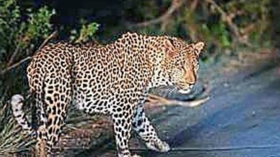 The leopard is said to be on the premises of the Golf Club of Belagavi located in the centre of the city. (Pic for representation)
