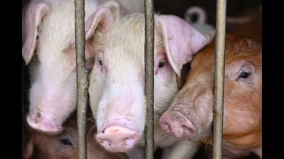 The whole state of Punjab has already been declared as “Controlled Area” after African swine fever found in ‘Bilaspur’ and ‘Sanauri Adda’ areas of Patiala. (AFP)